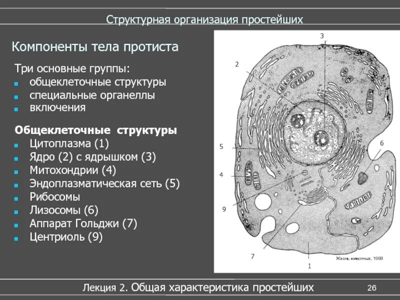 Тип инфузории инфузория туфелька. Подцарство простейшие 7 класс таблица по биологии. Автотрофное питание хемосинтез схема. Подцарство одноклеточные 5 класс биология. Класс саркодовые дыхание.