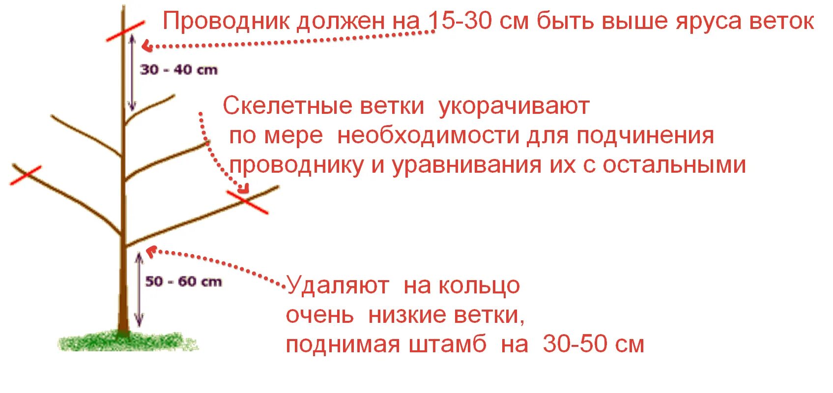 Правильно обрезать саженцы. Формирование саженца черешни схема. Правильная обрезка вишни весной схема. Обрезка саженцев вишни весной схема. Правильная обрезка черешни осенью схема.