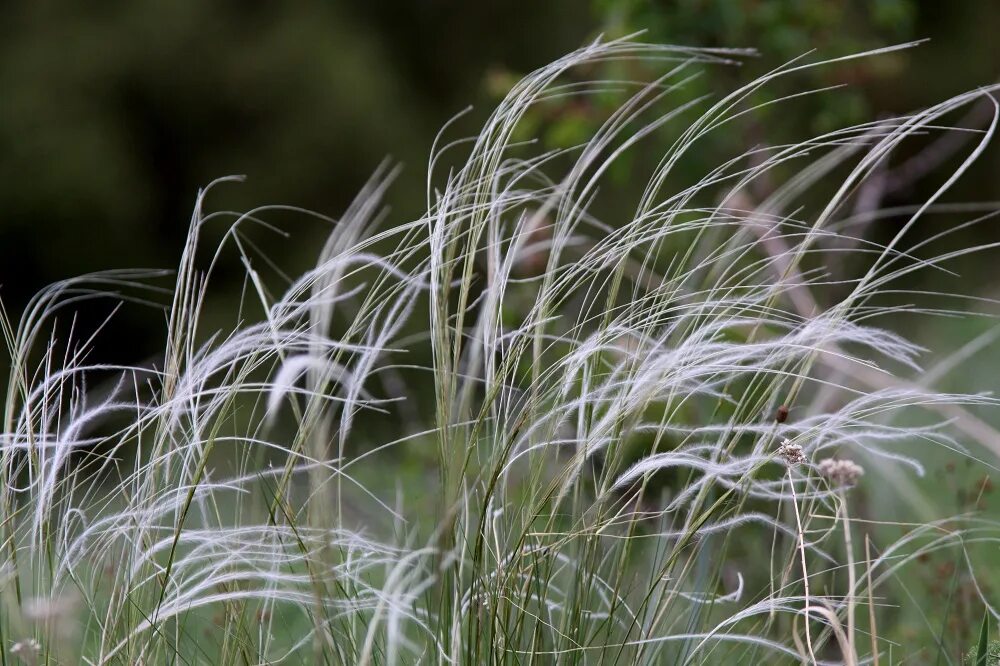 Ковыль (Stipa). Ковыль Луговой. Ковыль гривастый. Ковыль Степной Крымский.