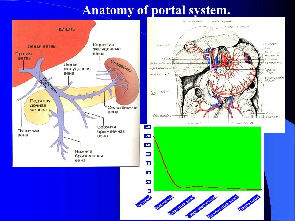 Система вен печени. Воротная система печени анатомия. Воротная Вена в воротах печени. Воротная система печени схема. Система портальной вены печени анатомия.