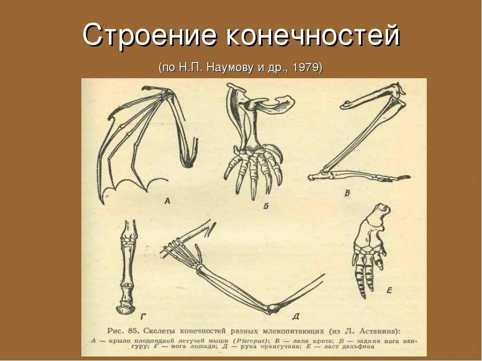 Строение конечностей. Строение конечностей млекопитающих. Строение конечностей крысв. Скелет конечности крота.