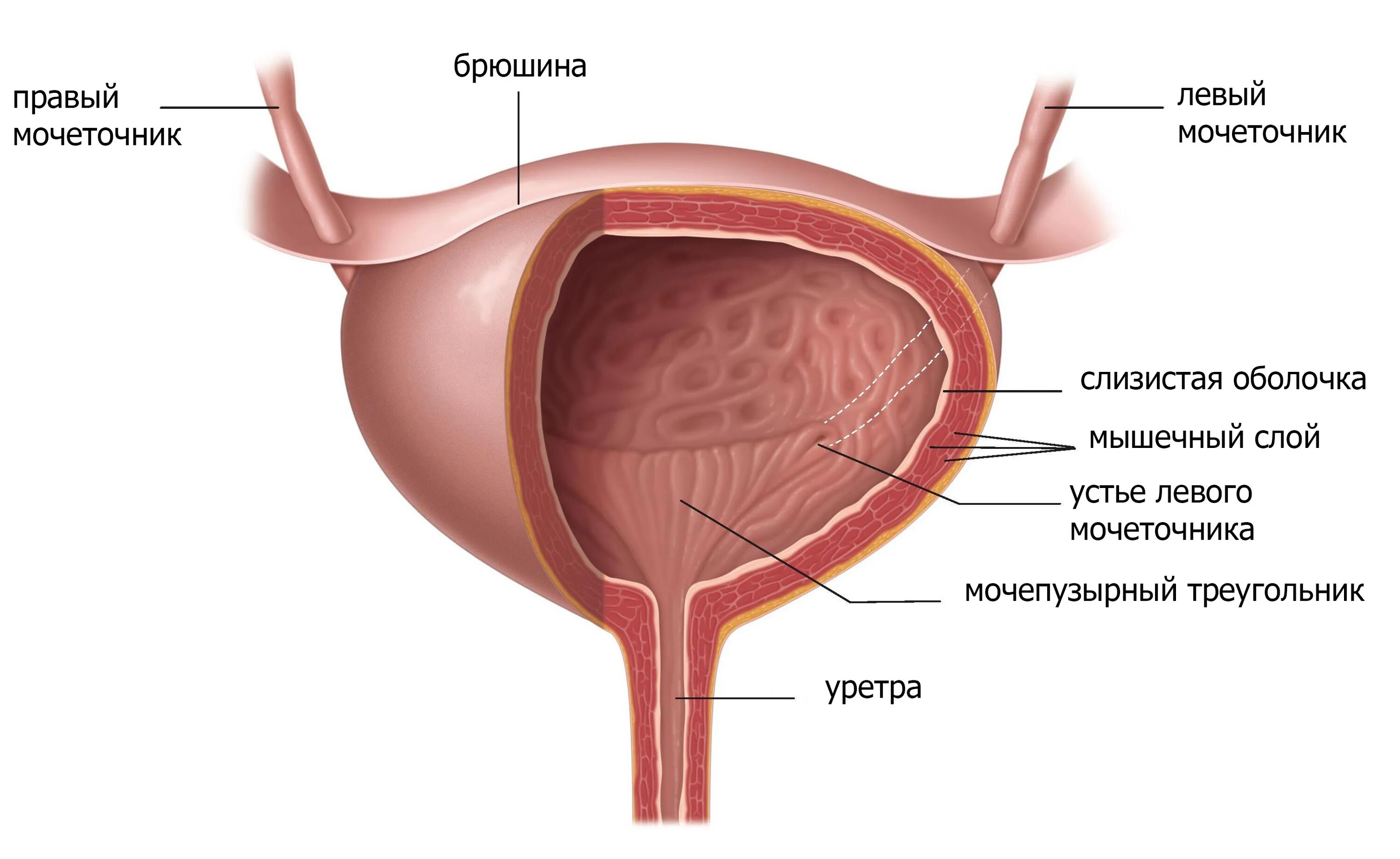 Слои мочеточника. Строение стенки мочевого пузыря. Анатомия мочевого пузыря мужчин стенки. Треугольник Льето мочевого пузыря. Строение стенки мочевого пузыря анатомия.