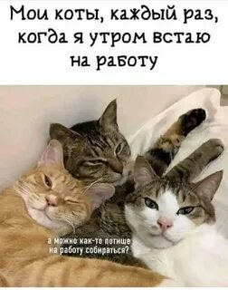 Каждый кот