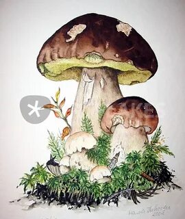 Рисуем грибы акварелью