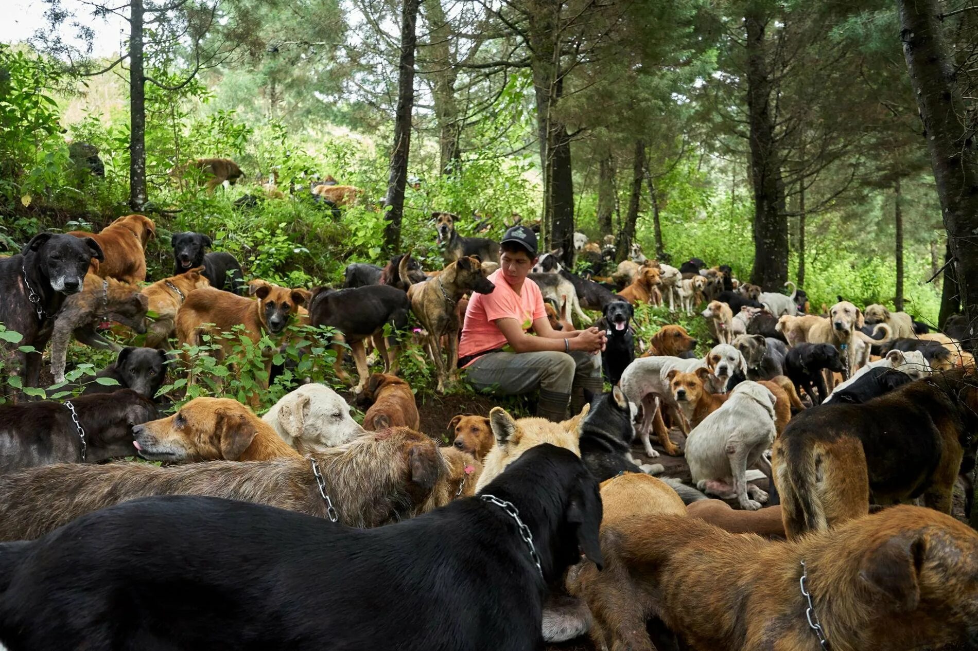 Собаки там. Собачий приют Коста Рика. Коста Рика земля бродячих собак. Приют «Страна бродячих собак» в Коста-Рике. Собачий рай в Коста Рике.