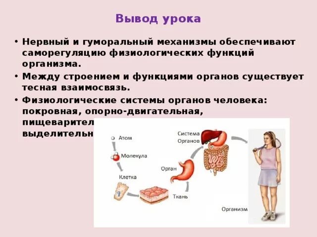 Изучить строение и функции организма человека. Изучить строение и функции организма человека