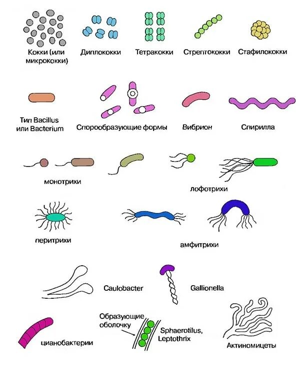 Бактерии примеры названия. Формы и названия бактерий. Виды бактерий 2 класс. Какой формы бывают бактерии.