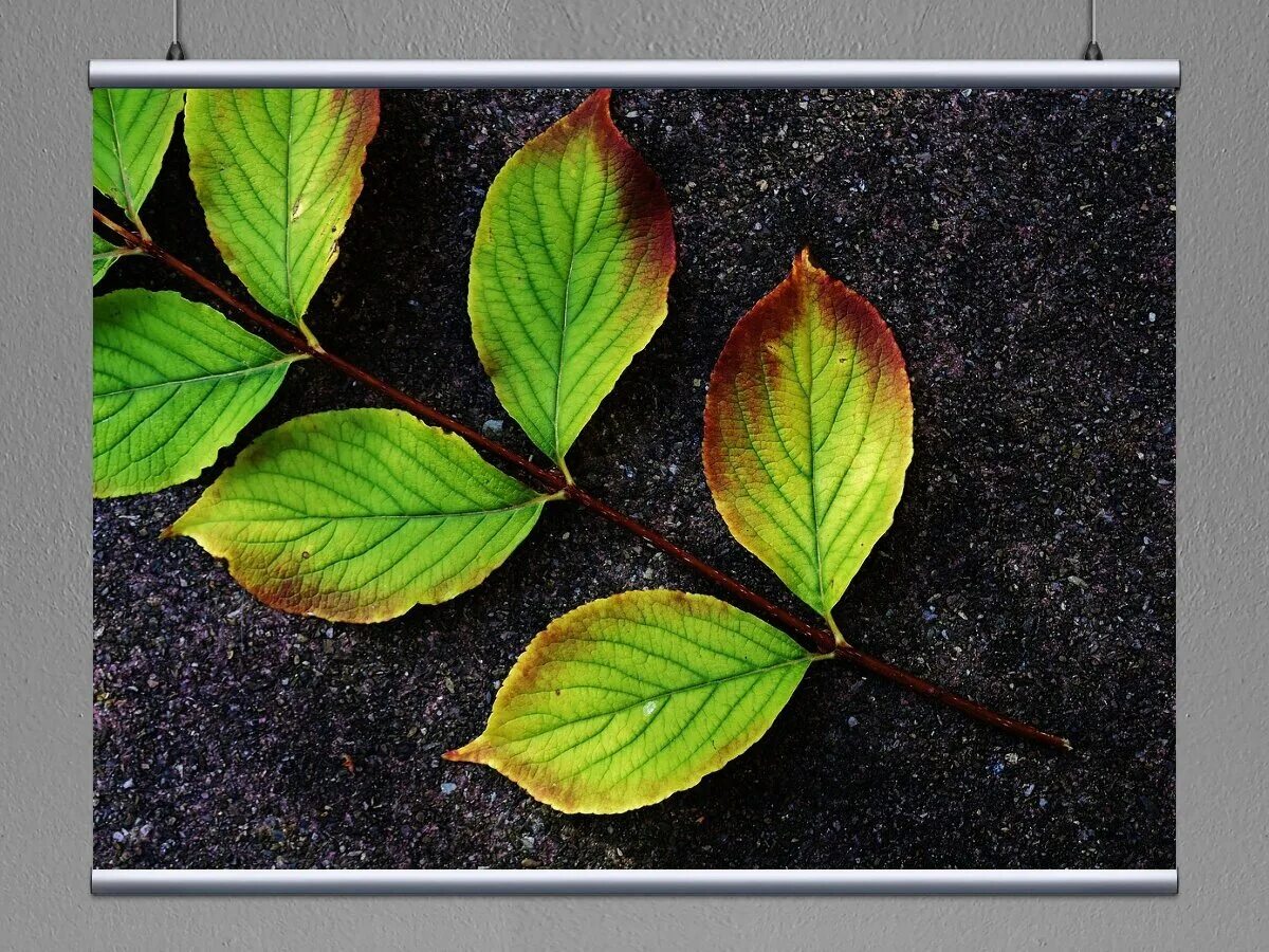 Free photo: Wet leafs - Autumn, Brown, Fallen - Free Download - Jooinn