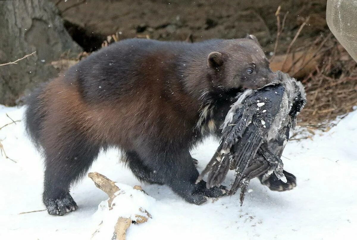 Нападают ли бобры на людей. Росомаха (Gulo Gulo). Росомаха Тайга Сибирь. Росомаха Сибирская. Росомаха Таймыр.