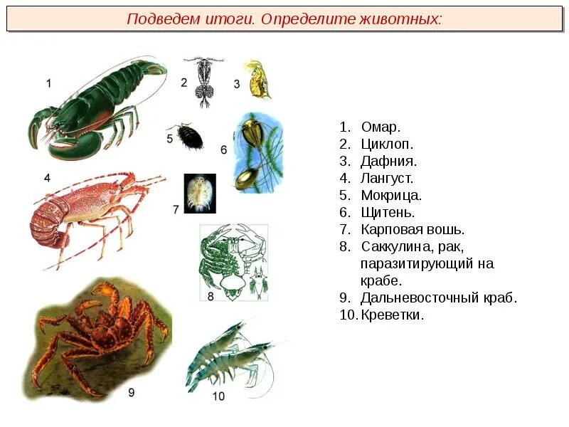 Циклоп краб. Членистоногие классификация. Мокрица Тип Членистоногие. Ракообразные мокрицы дафнии циклопы. Тип Членистоногие Циклоп.