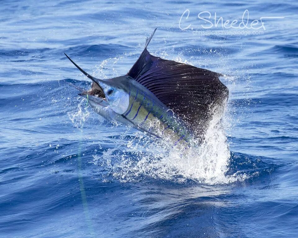 Марлин рыба (51 фото) Salt water fishing, Marlin fishing, Blue marlin