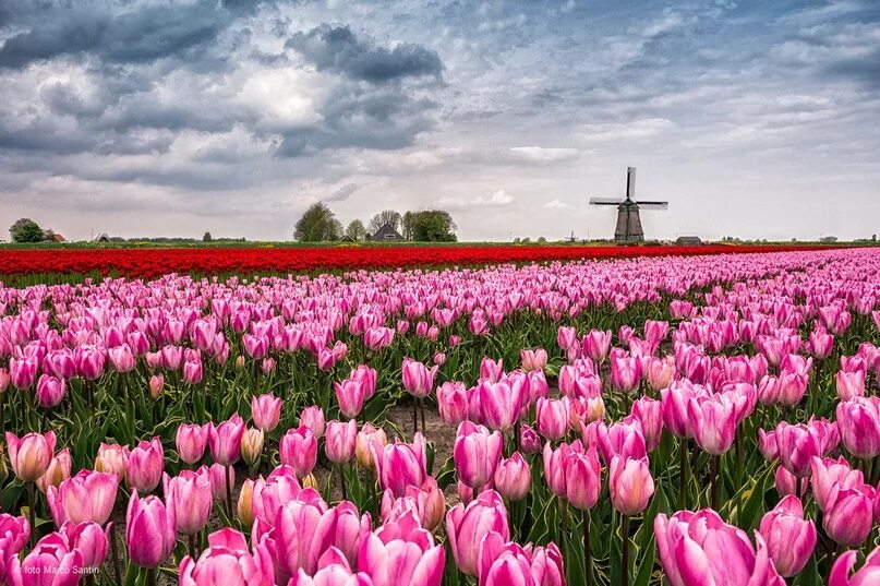 Nature units. Тюльпановые поля в Голландии. Родина тюльпанов Голландия. Тюльпановые поля Нидерланды фотосессия. Тюльпан Buckingham.