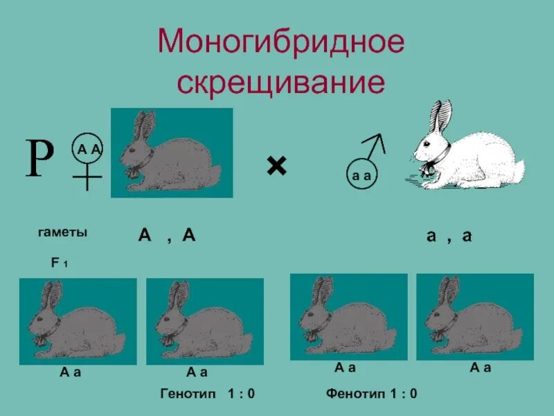 Описание моногибридного скрещивания. Моногибридное скрещивание. Схема моногибридного скрещивания. Моногибридное скрещивание картинки. Моногибридное скрещивание генотип.