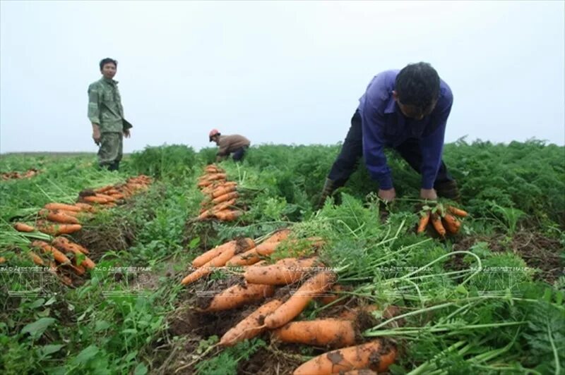 Уборка овощей. Уборка моркови на полях. Механизированная уборка овощей: морковь. Рекордный урожай моркови.