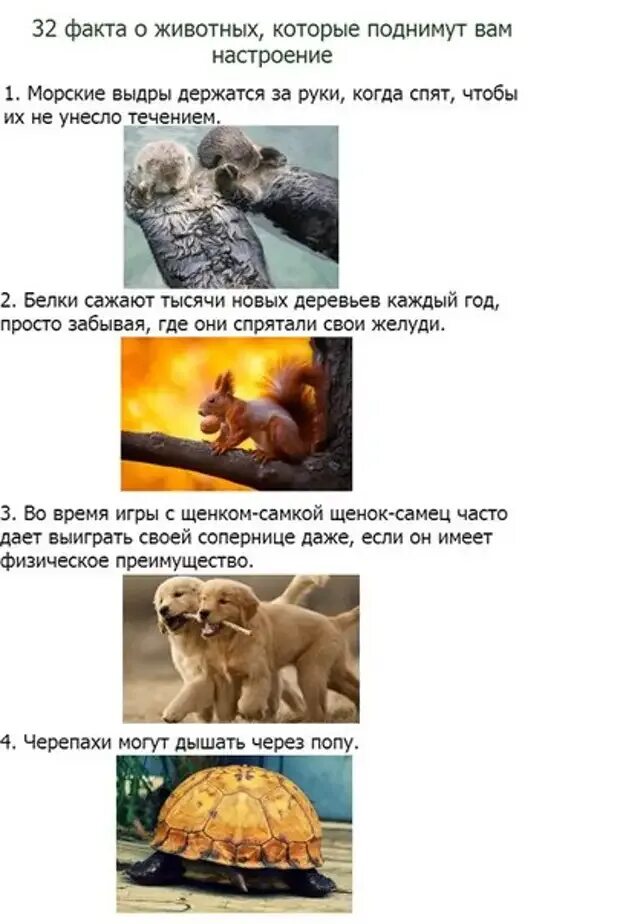Два факта о животных. Факты о животных. самые интересные факты о животных. необычные факты о животных. интересные и смешные факты о животных.