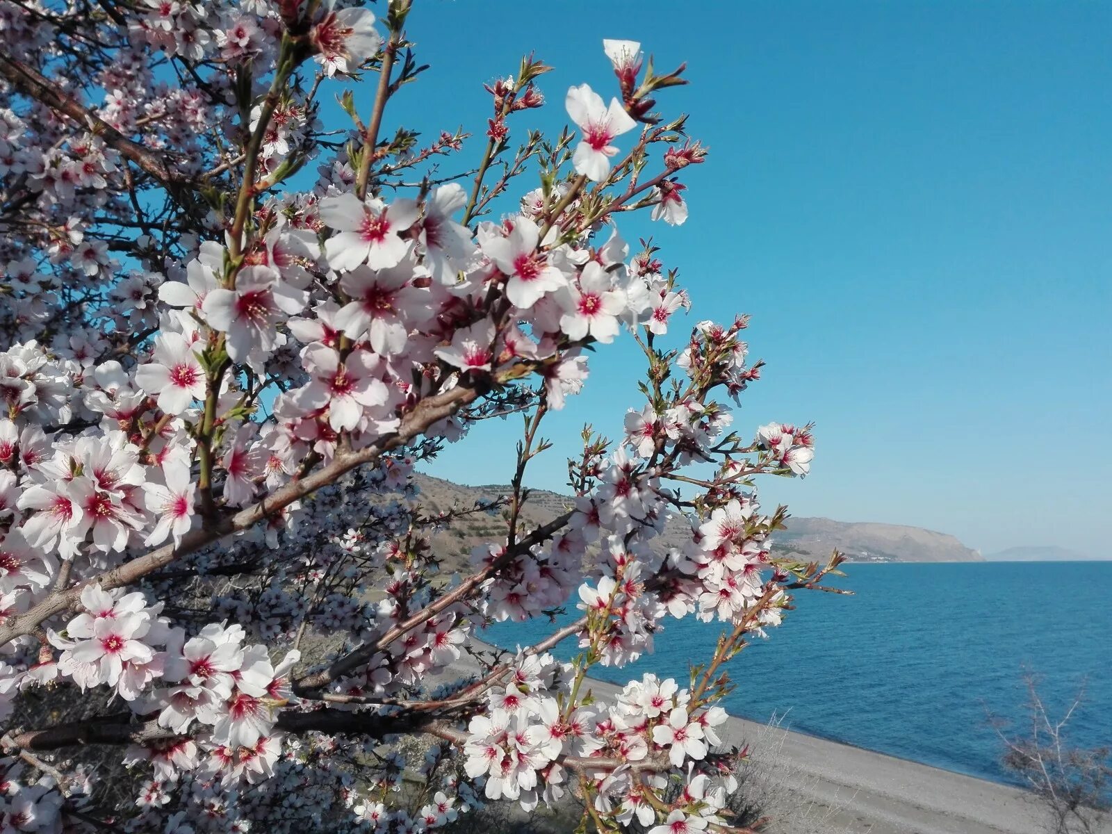 Ялта цветение миндаля. Цветущий миндаль в Севастополе. Весенний Крым цветение миндаля. Цветет миндаль в Гурзуфе. Цветущий крым фото