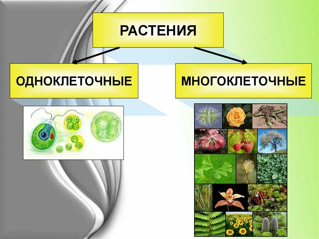 Какие водоросли являются одноклеточными. Биология 5 организмы одноклеточные многоклеточные. Царство растений одноклеточные и многоклеточные. Одноклеточные и многоклеточные организмы 5 класс биология. Одноклеточные растения и многоклеточные растения.