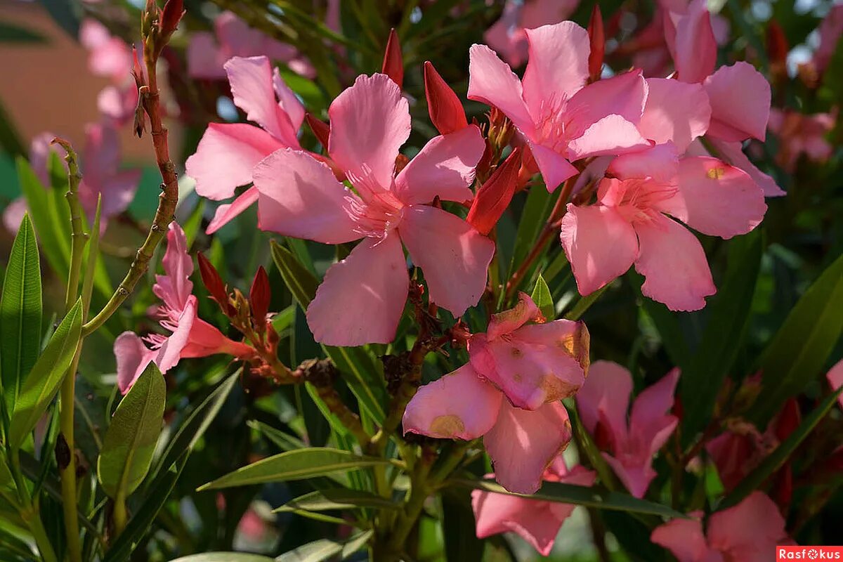 Нериум олеандр. Олеандр растение. Олеандр комнатный. Олеандр (nerium oleander). Олеандр.
