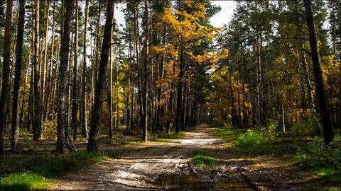 В бору или на бору