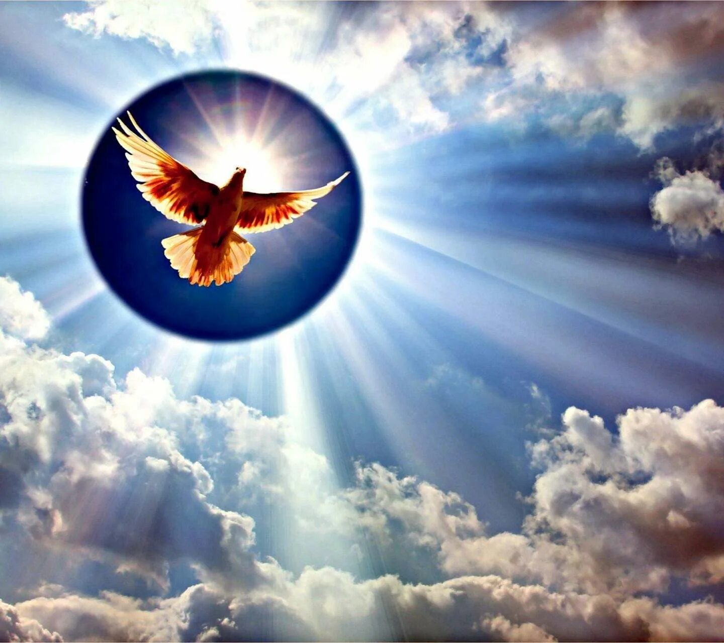 Божья птица это. Птицы небесные. Голубь в лучах солнца. Птица в лучах солнца. Голуби в небе.