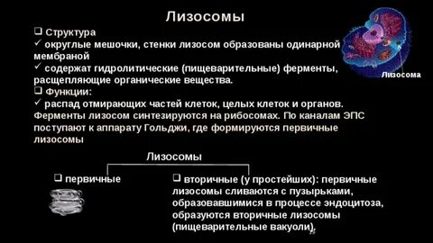 В рибосомах в отличие от лизосом