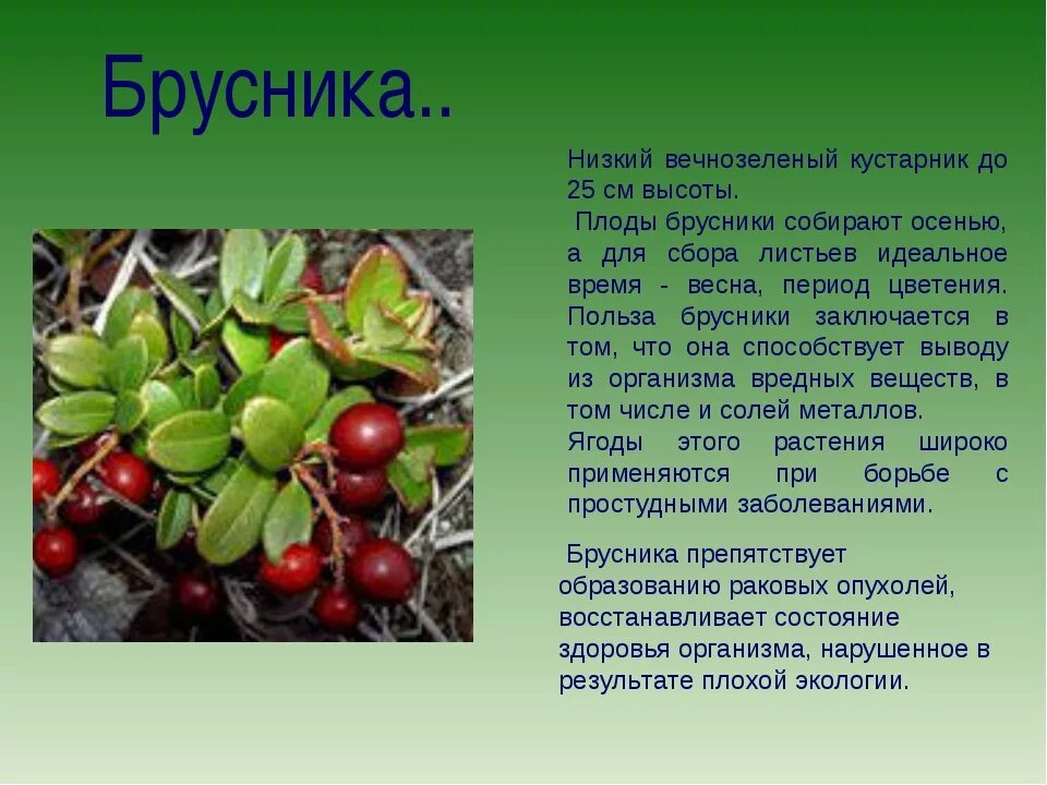 Лечебные свойства брусники. Брусника обыкновенная лекарственное растение. Лекарственные растения леса брусника. Брусника полезные свойства. Брусника описание растения.