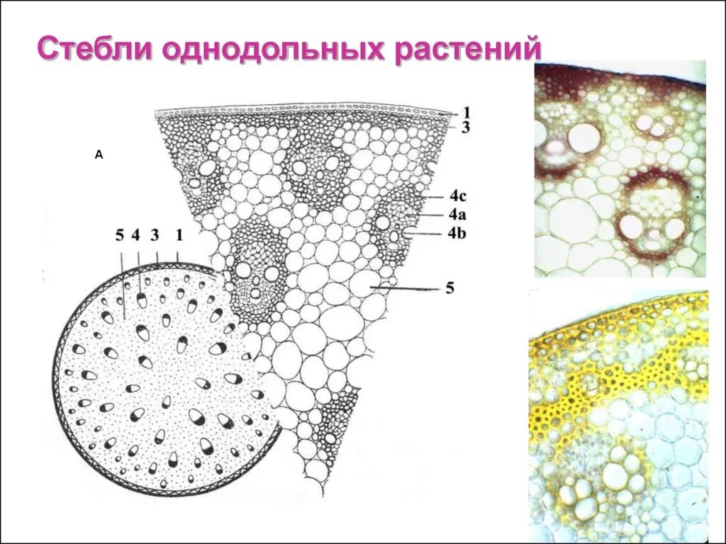 Однодольные растения ткани. Анатомическое строение стебля однодольных растений. Первичное строение стебля однодольных растений. Строение стебля однодольного растения. Внутреннее строение стебля однодольных растений.