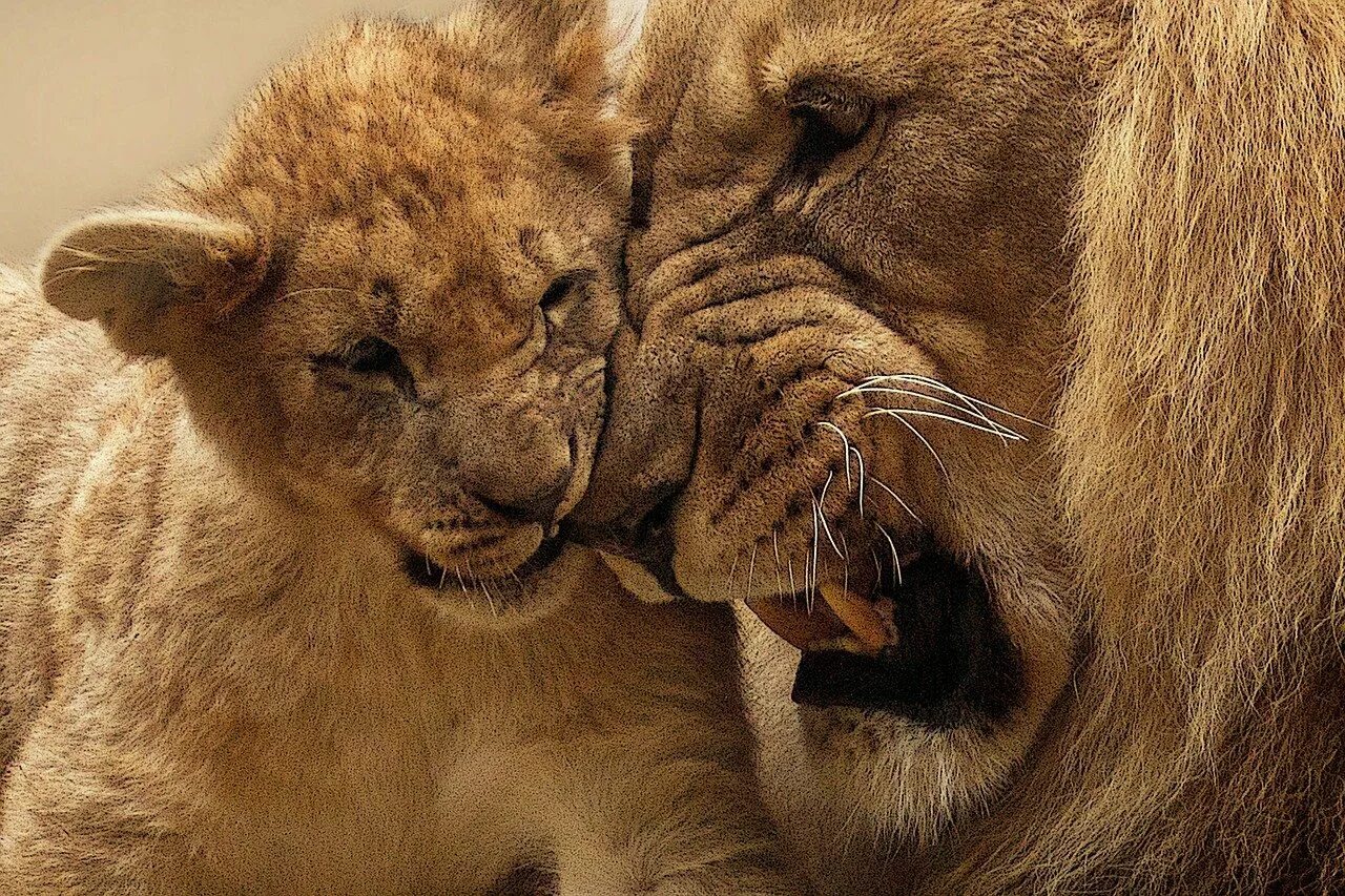 лев и львята Wild cats, Baby animals, Exotic cats