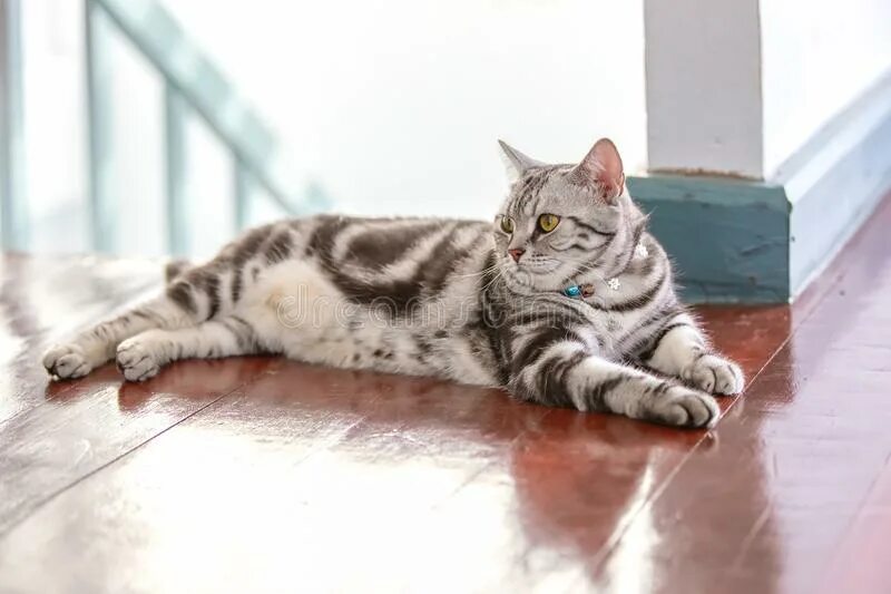 Американская короткошерстная кошка: цена, фото, описание породы, характер, содер