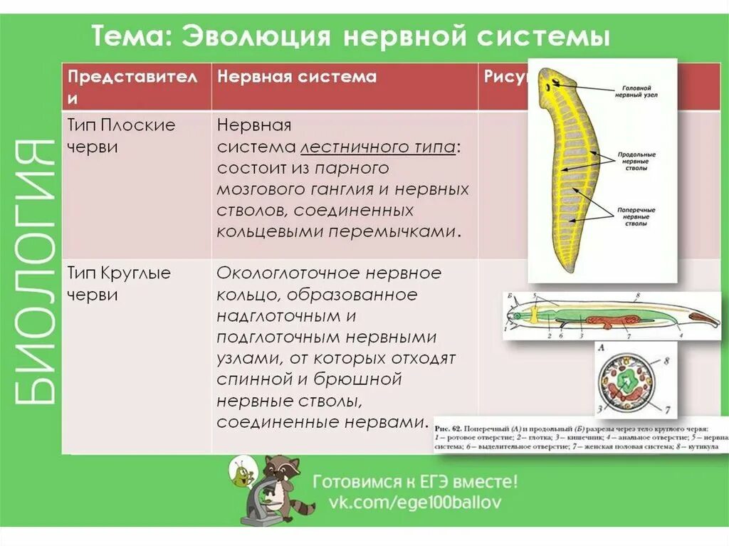 Беспозвоночные егэ. Эволюция нервная системы у животных таблица биология. Таблица нервная система животных 7 класс. Нервная система животных таблица по биологии 7. Развитие нервной системы таблица.