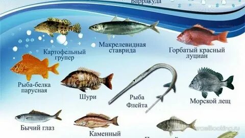 Морская рыба характеристика