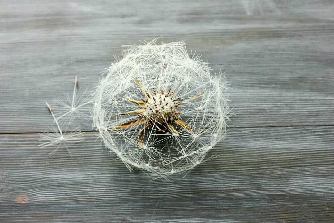 Брошь одуванчик мк. Данделион клокс. Ollgagaika одуванчик мастер класс. Одуванчик мастер. Брошь одуванчик пушистый.