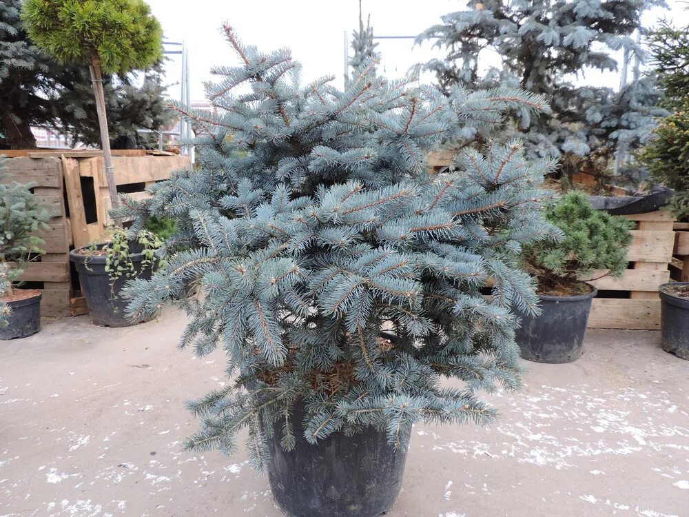 Ель колючая Глаука Глобоза. Елка Глаука Глобоза. Picea pungens 'glauca globosa'. Ель колючая Глаука Экстра. Ель колючая глобоза