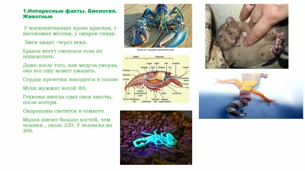 Интересные факты о биологии. Биология животных. Интересные факты из биологии. Интересные биологические факты о человеке. Факты биология 8 класс