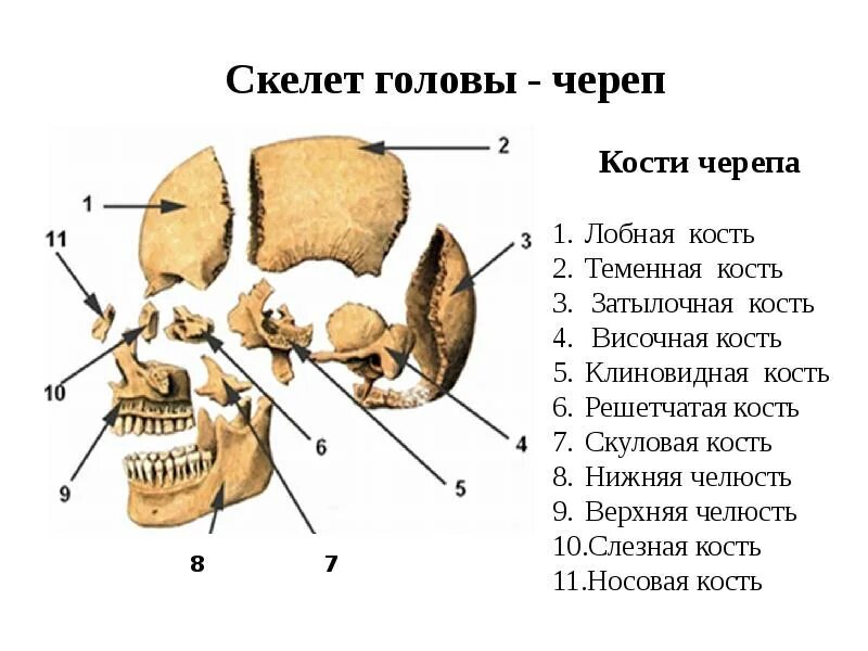 Сколько выдерживает кость. Клиновидная и решетчатая кости черепа. Скелет головы череп клиновидная решетчатая. Решетчатая кость черепа анатомия в черепе. Клиновидная кость черепа анатомия.