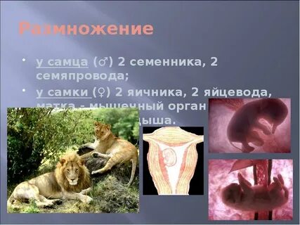 Система органов размножения животных