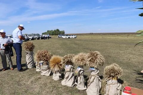 Рекордный урожай
