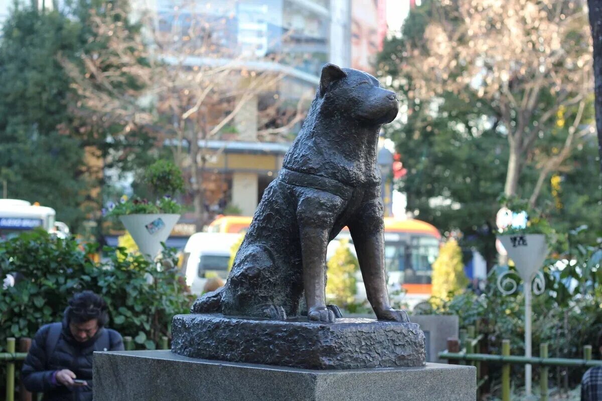 Хатико адрес. Памятник Хатико. Станция Сибуя Хатико. Статуя Хатико у станции Сибуя. Бронзовая статуя Хатико.