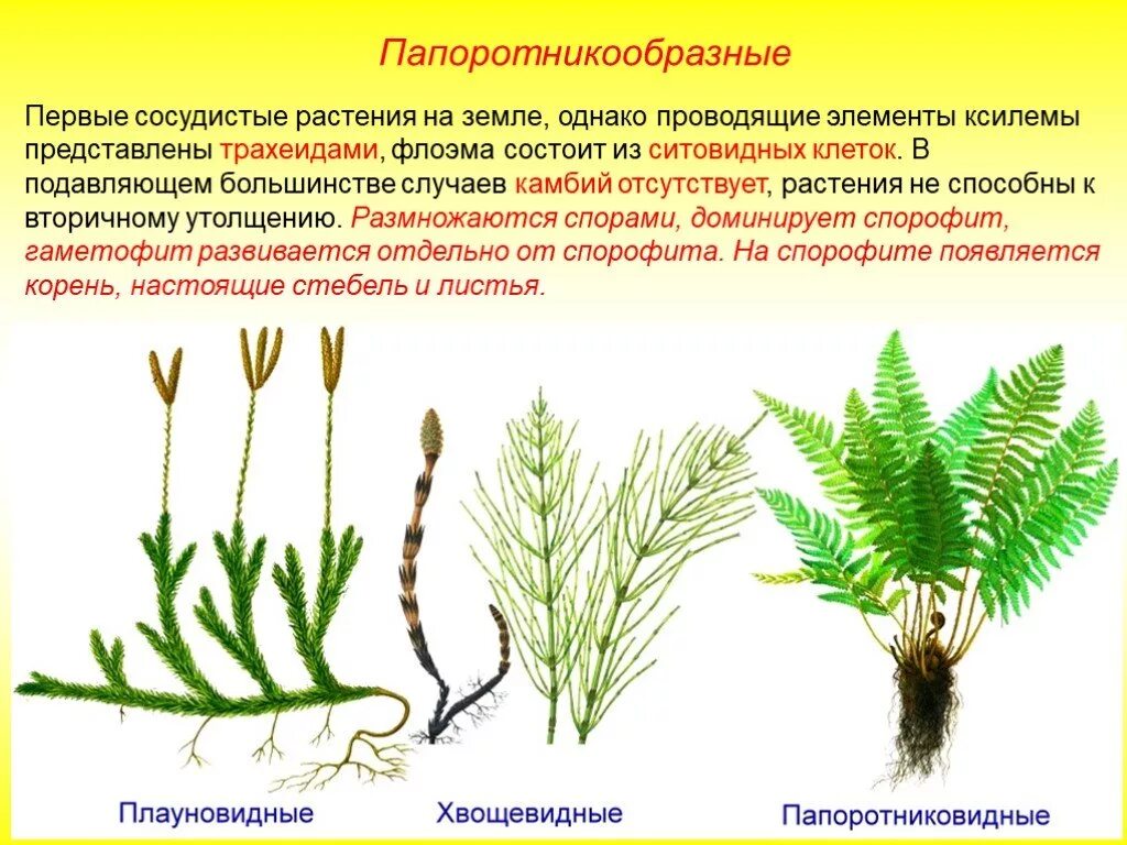 Подпишите их названия плауновые однодольные двудольные хвойные. Спорофиллы у плауновидных. Плауновидные и Хвощевидные. Плаун булавовидный колоски. Папоротниковидные Хвощевидные и Плауновидные растения.