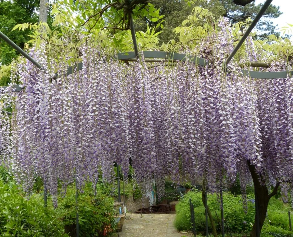 Глициния wisteria sinensis. Глициния хонбени. Глициния морозостойкая уход. Семена глициния блю мун. Глициния морозостойкая уход.