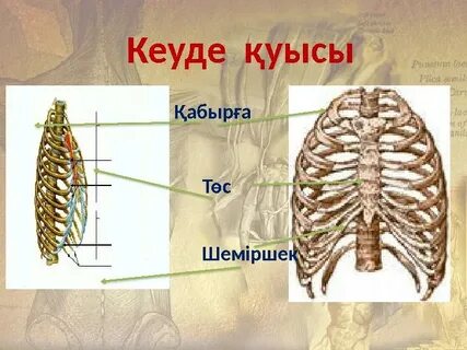 Қабырға порносының мүшелері