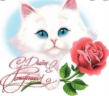 Гифки с днем рождения котика