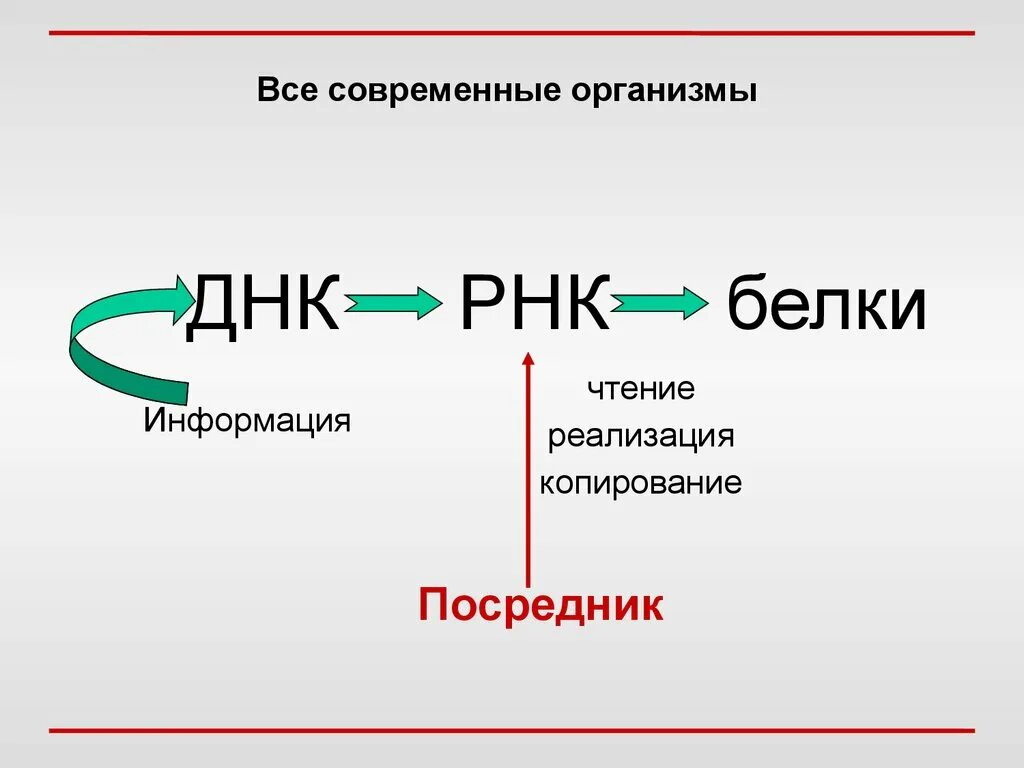 Белковая рнк