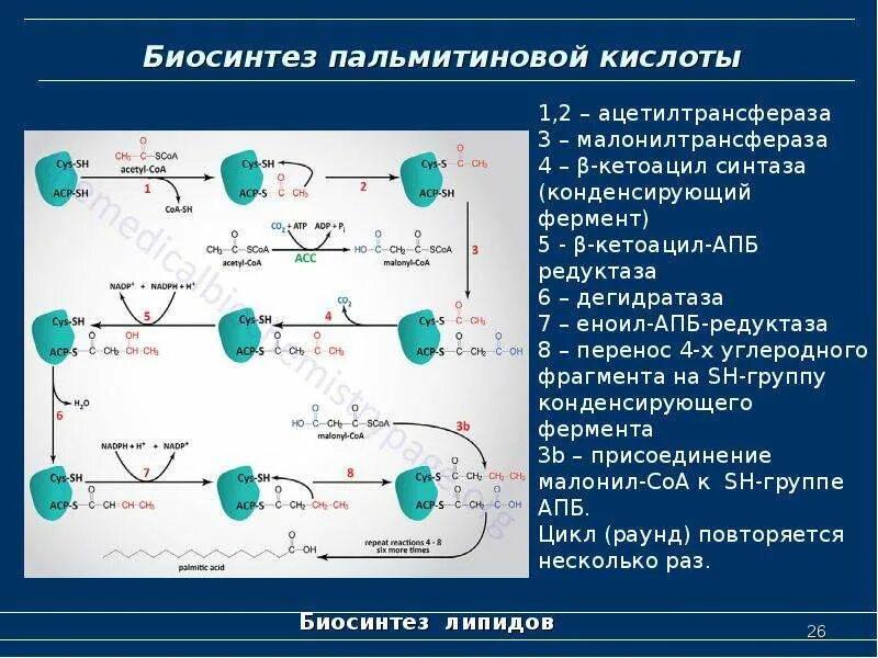 Синтез пальмитиновой кислоты. Биосинтез пальмитиновой кислоты. Биосинтез липидов. Синтез пальмитиновой кислоты биохимия. Завод Биосинтез.