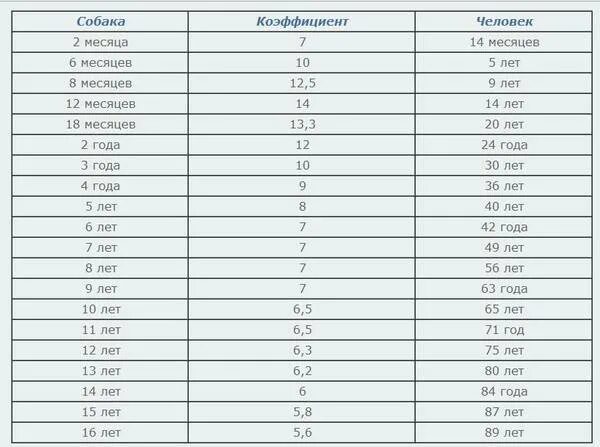 Как посчитать сколько собаке. Возраст собаки по человеческим меркам таблица до года. Соотношение возраста собаки и человека по годам. Собачьи года на человеческие. Возраст человека по собачьим меркам.