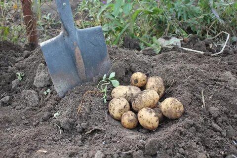 Посадка картофеля весной