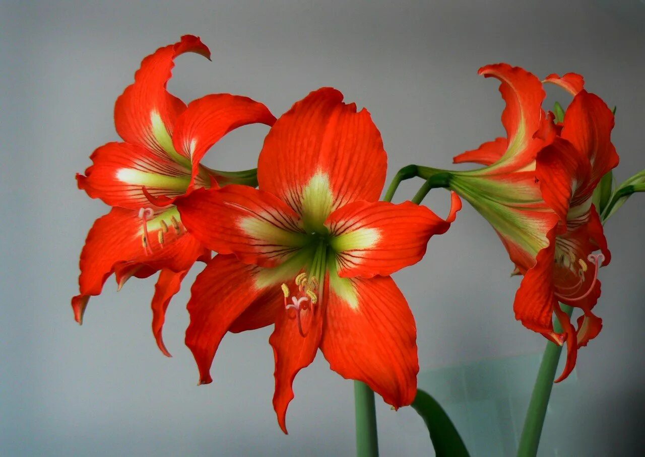 Hippeastrum цветок. Гиппеаструм гиппеаструм цветок. Лилия гиппеаструм. Гиппеаструм Бенито. Амариллис гиппеаструм как ухаживать