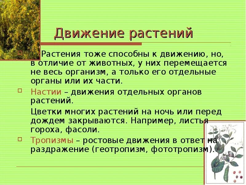 Какие растения перемещаются. Движение растений. Способы движения растений. Передвижение растений. Движения растений таблица.