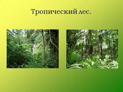 Тропические леса 1 класс окружающий мир