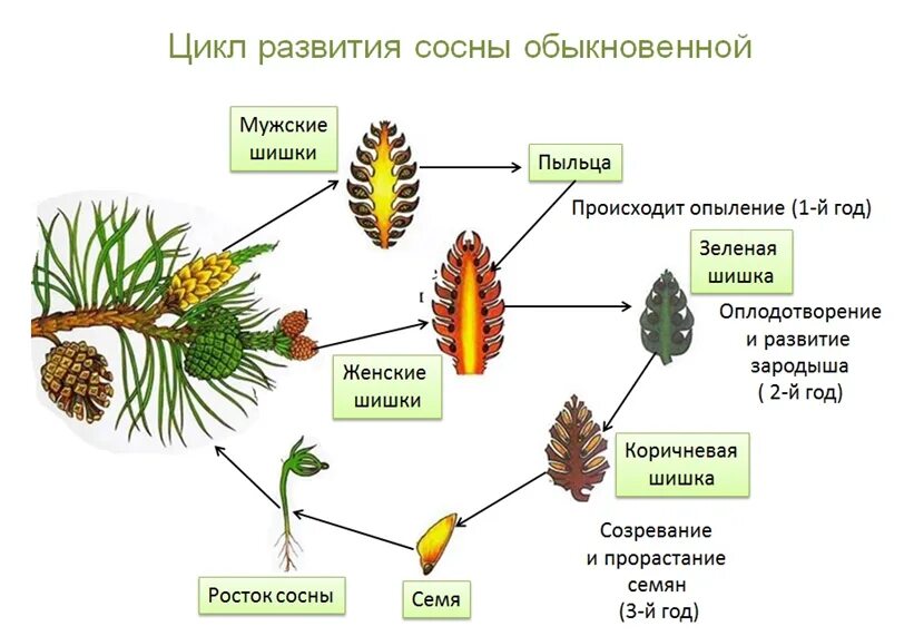 Цикл хвойных голосеменных. Цикл развития сосны схема. Цикл развития голосеменных сосны. Размножение сосны обыкновенной схема. Располагается на спорофите